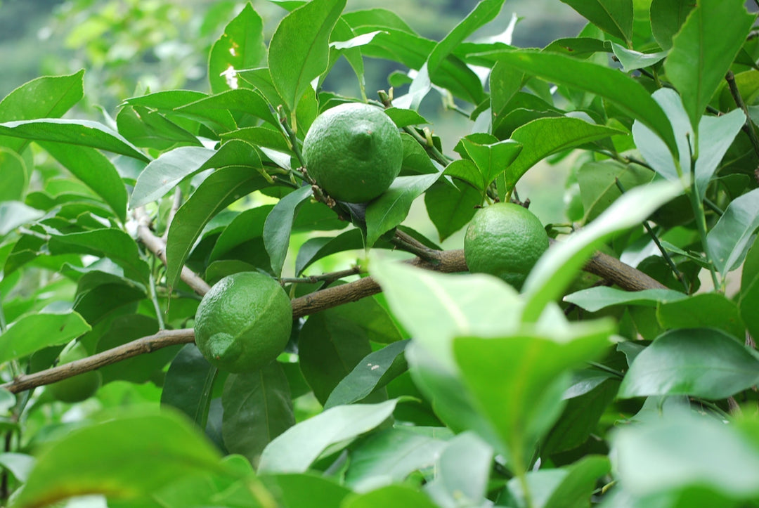 野沢温泉蒸留所がセレクトした特別な”ボタニカル”【広島県尾道市】citrusfarmsたてみち屋のレモン